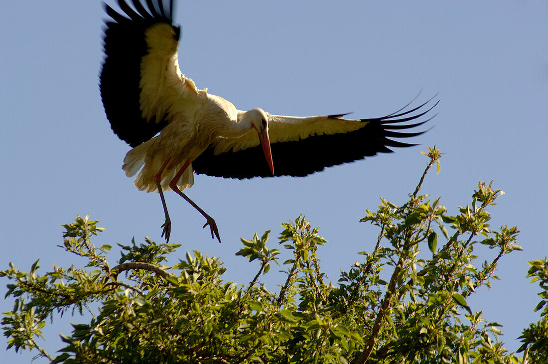 Storch landet auf einem Baumwipfel, Rabat, Marokko