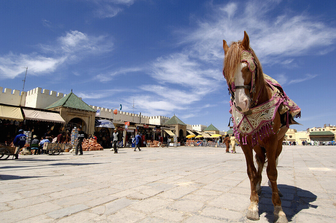 Pferd auf dem Platz el Hedim, Meknes, Marokko