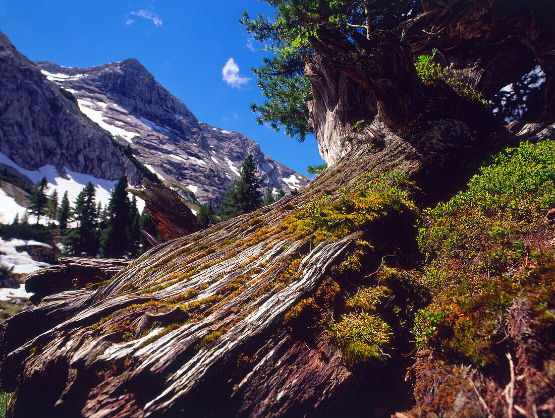 Stone pine, Schachen Mountain, Wetterstein Mountains, Upper Bavaria, Germany