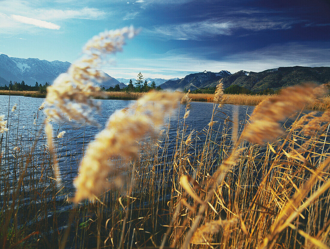 Schilf am Ufer, Staffelsee, Blaues Land, Oberbayern, Deutschland