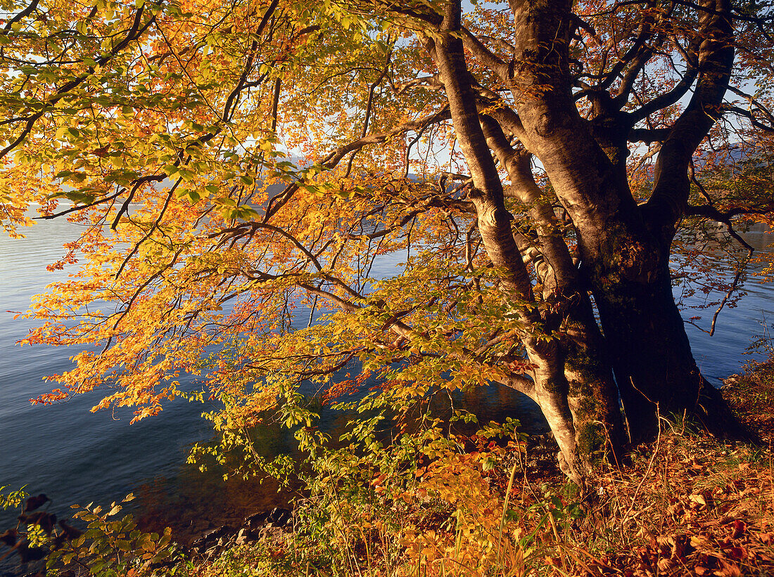 Autumnal landscape at Lake Walchensee, Upper Bavaria, Germany