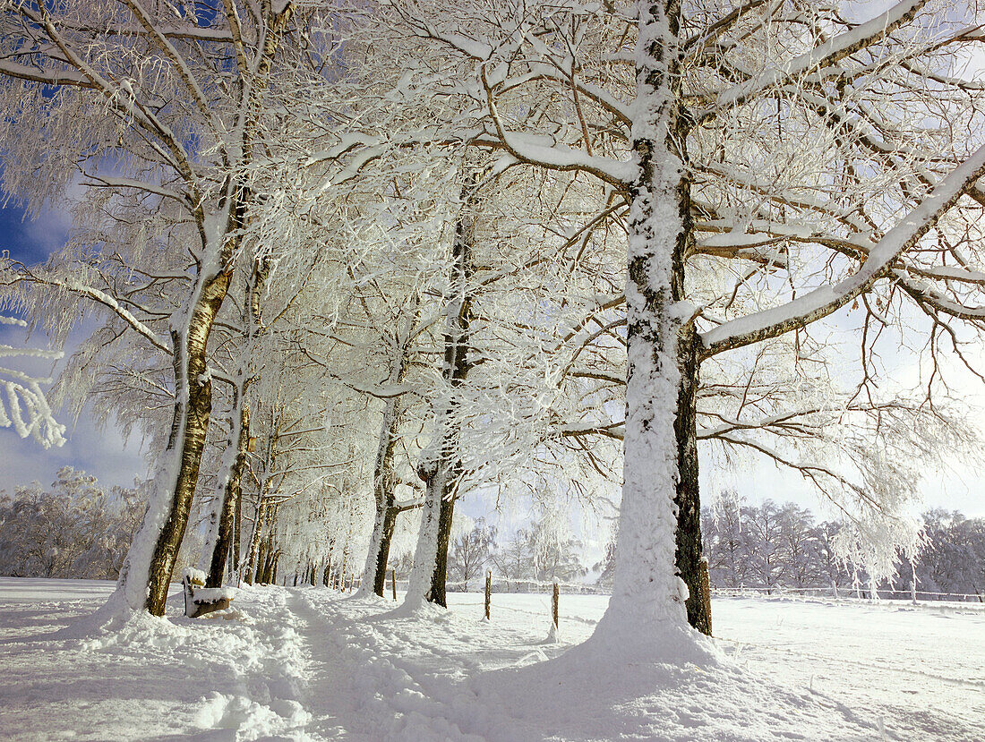 Birch trees covered with snow near Staffelsee, Upper Bavaria, Germany