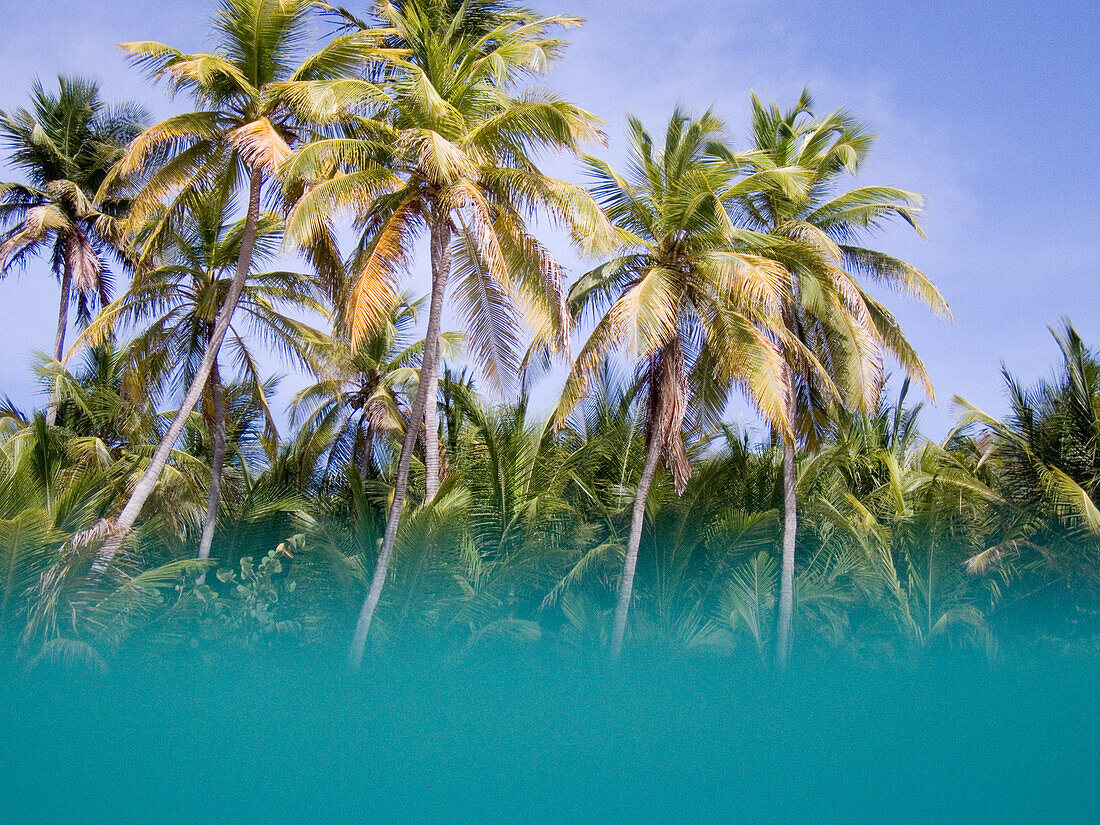 Türkis Wasser und Palmen, Ile des Saintes, Guadeloupe
