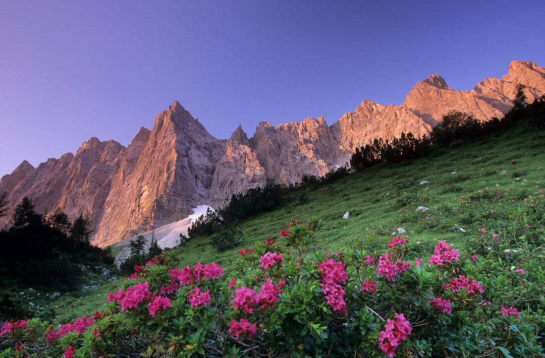 Laliderer Range with Rhododendron, Karwendel Range, Tyrol, Austria