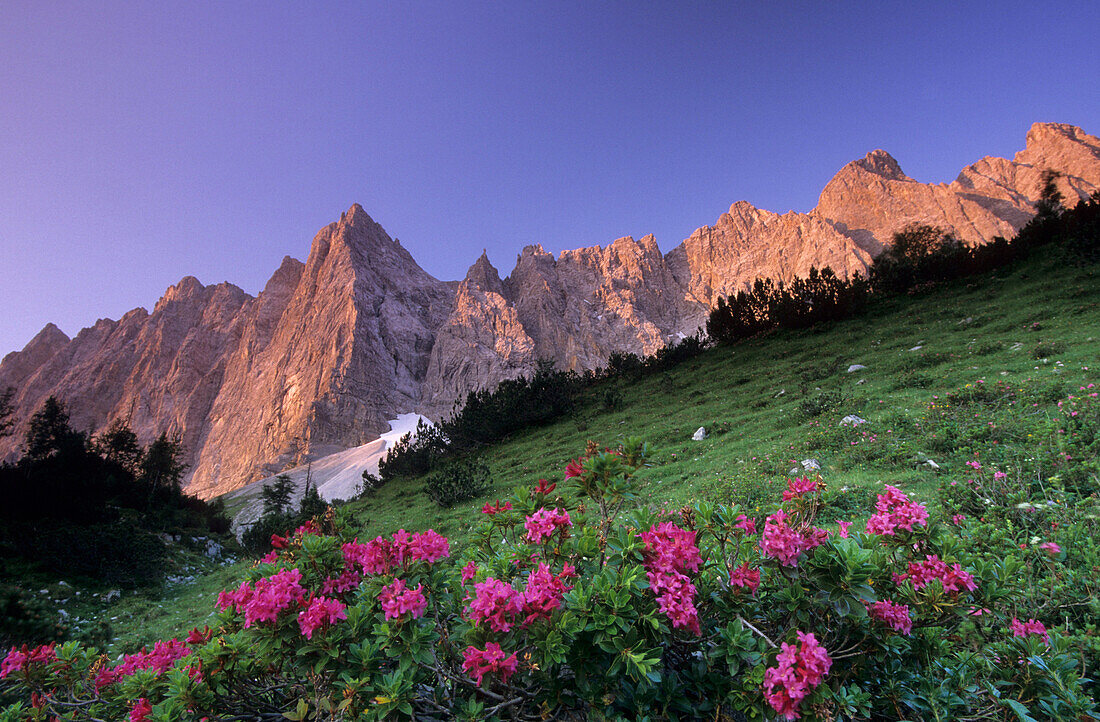 Laliderer Wände mit Almrausch, Karwendel, Tirol, Österreich