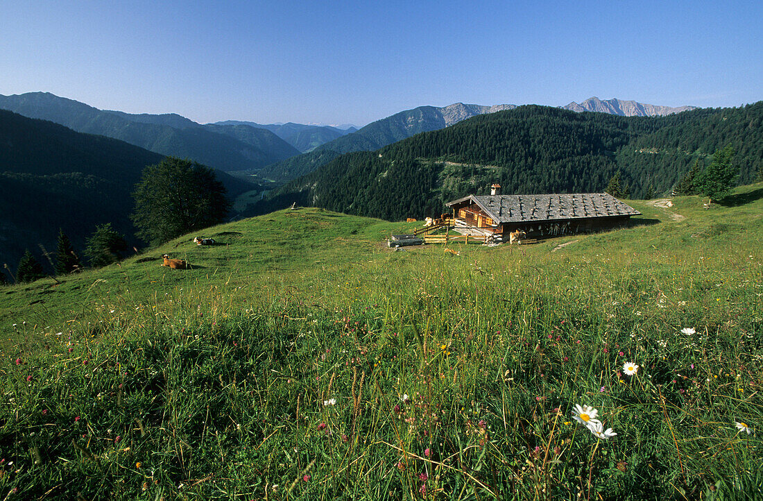 Alpine pasture with alpine hut, Neuhuettenalm, Bavarian mountain range, Upper Bavaria, Germany