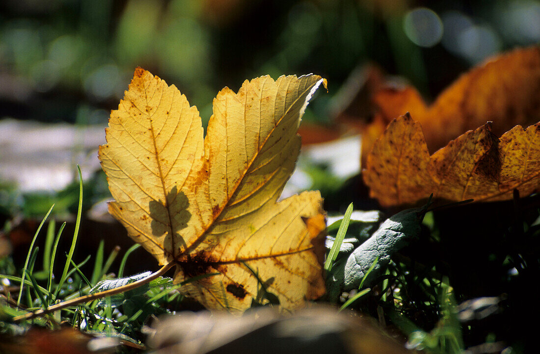 Herbstlaub, Ahornblatt im Detail