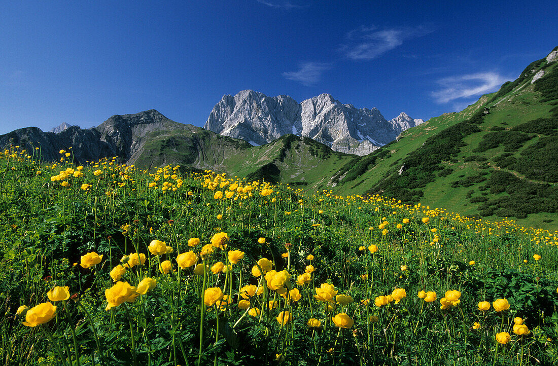 Field of globeflowers in the Karwendel Mountains, Tyrol, Austria