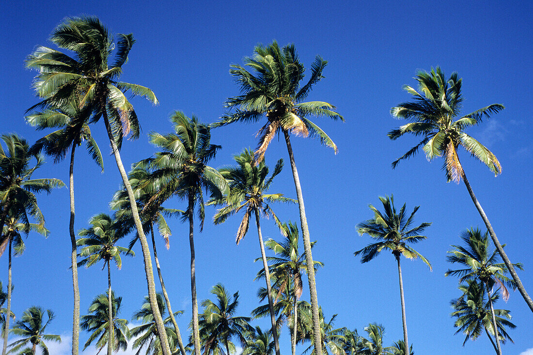 Kokospalmen,Rarotonga, Cook Inseln