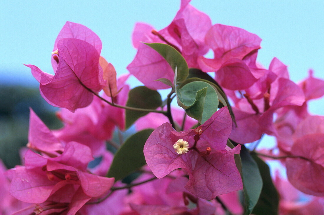 Lila Bougainvillea Blume,Rarotonga, Cook Inseln