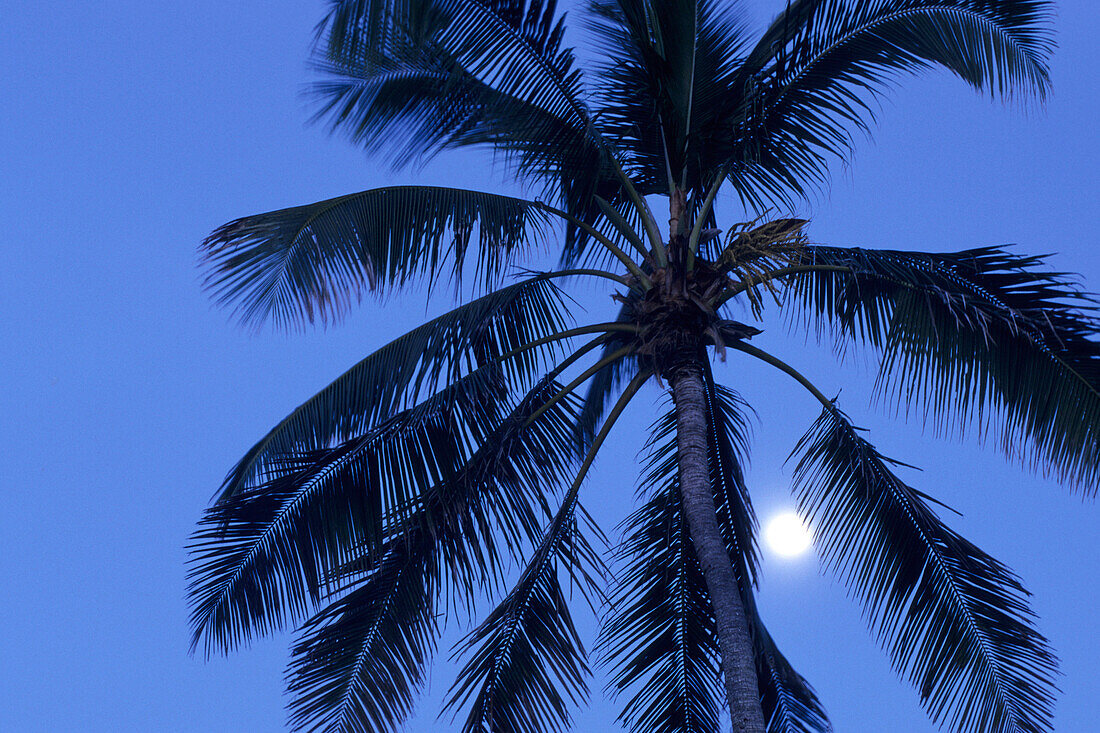 Coconut Tree and Full Moon,Rarotonga, Cook Islands