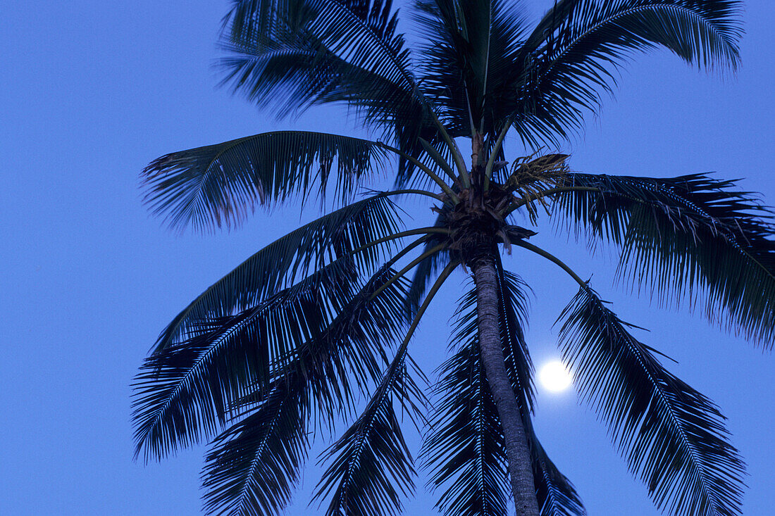 Kokospalme mit Vollmond,Rarotonga, Cook Inseln