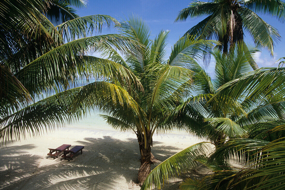 Palmenstrand und Liegestühle,Rino's Beach Bungalows, Aitutaki, Cook Inseln