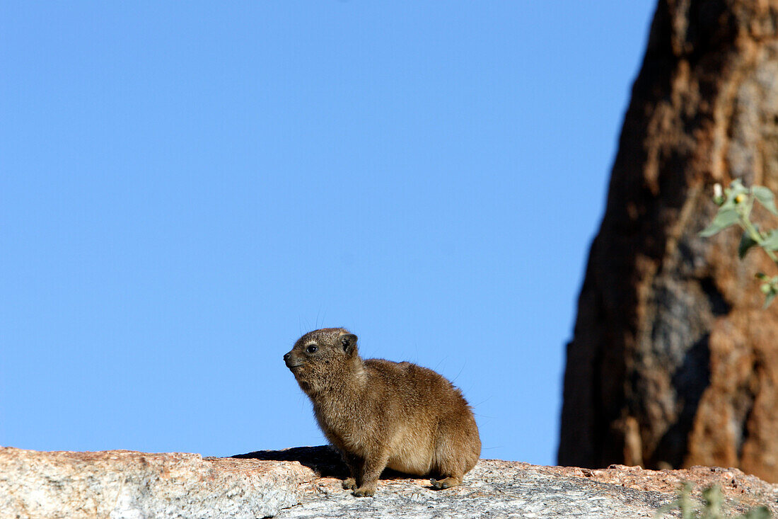 Klippschliefer ( Procavia capensis ). Gondwana Canon Park. Fish River Canyon, Südliches Namibia, Afrika