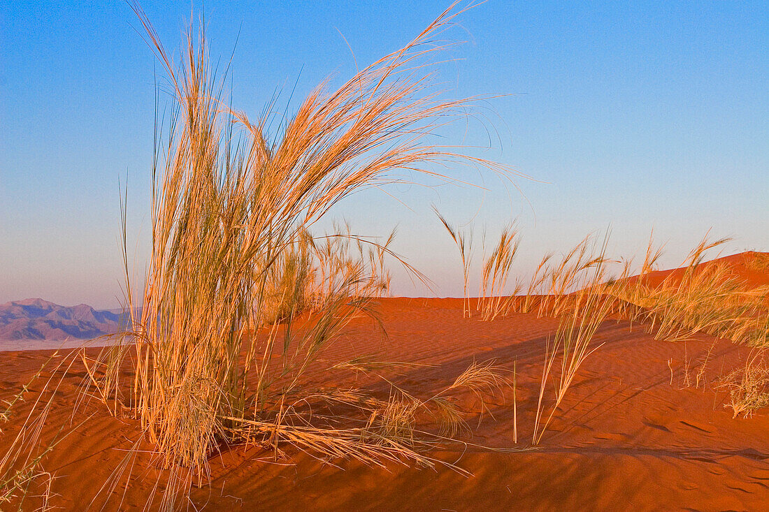 Grasbüschel im roten Wüstensand in der Abendsonne. Gondwana Namib Desert Park. Wüste Namib. Südliches Namibia. Afrika.
