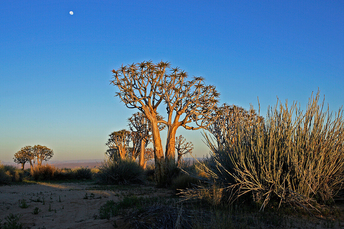 Ein Gruppe Köcherbäume (Aloe dichotoma) und Mond. Gondwana Canon Park. Fish River Canyon, Südliches Namibia, Afrika