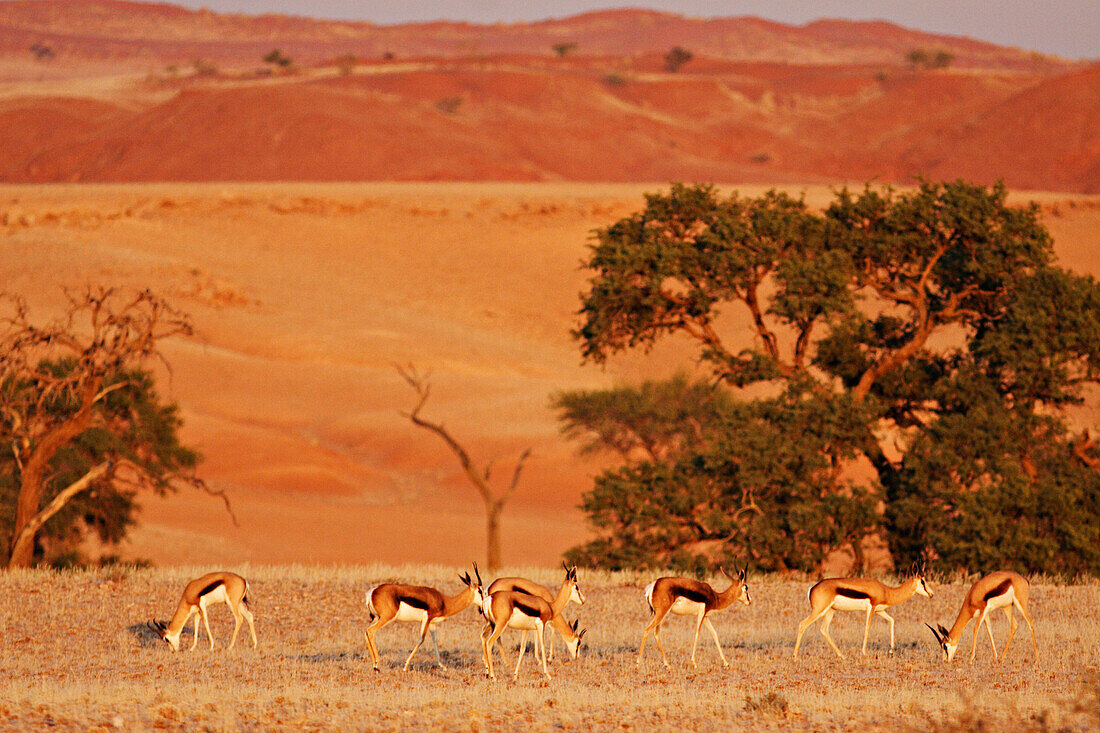 Springböcke am frühen Morgen vor Baum und roter Dünenlandschaft. Gondwana Namib Desert Park. Wüste Namib. Südliches Namibia. Afrika.