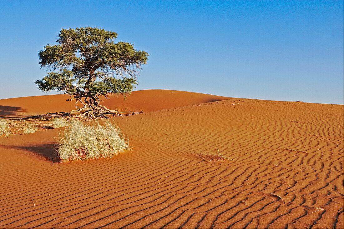 Ein einsamer Baum steht auf einer Sanddüne. Gondwana Namib Desert Park. Wüste Namib. Südliches Namibia. Afrika.