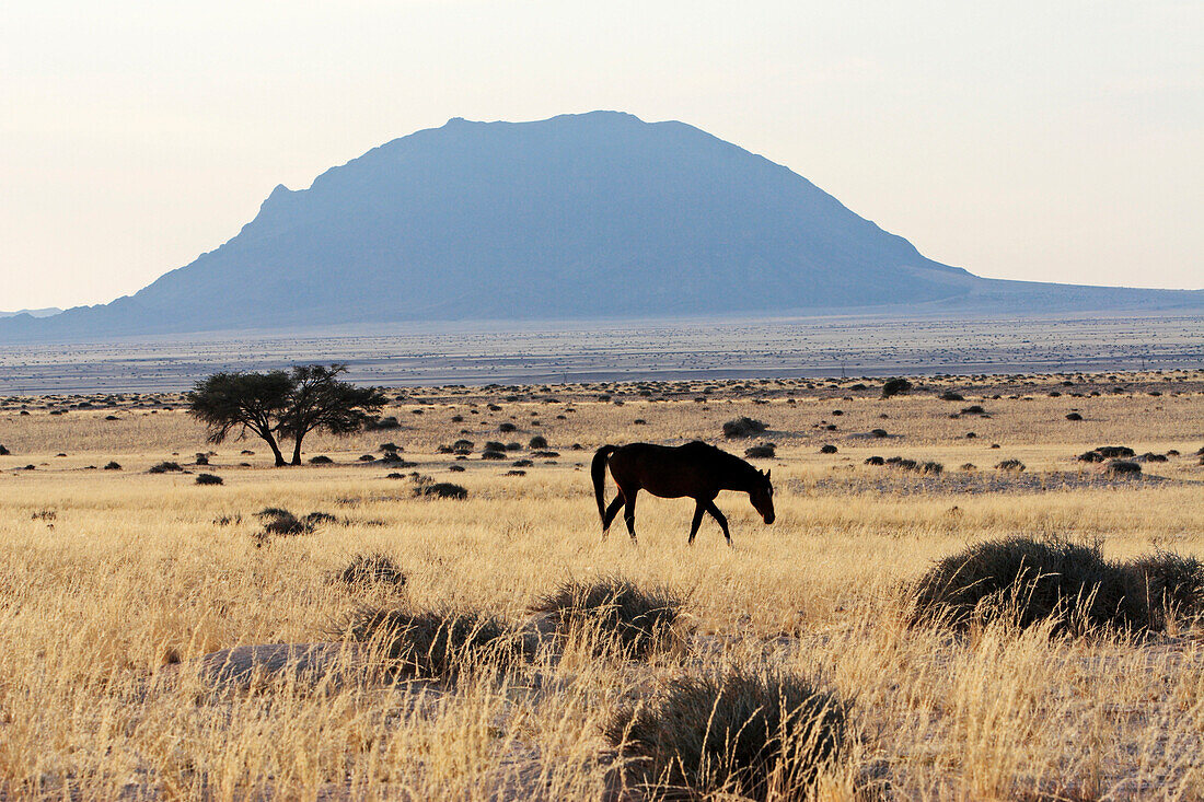 Ein Pferd grast vor einem Berg in der Wüste. Namib Desert Horses. Garub.  Namib Naukluft Park. Südliches Namibia, Afrika.