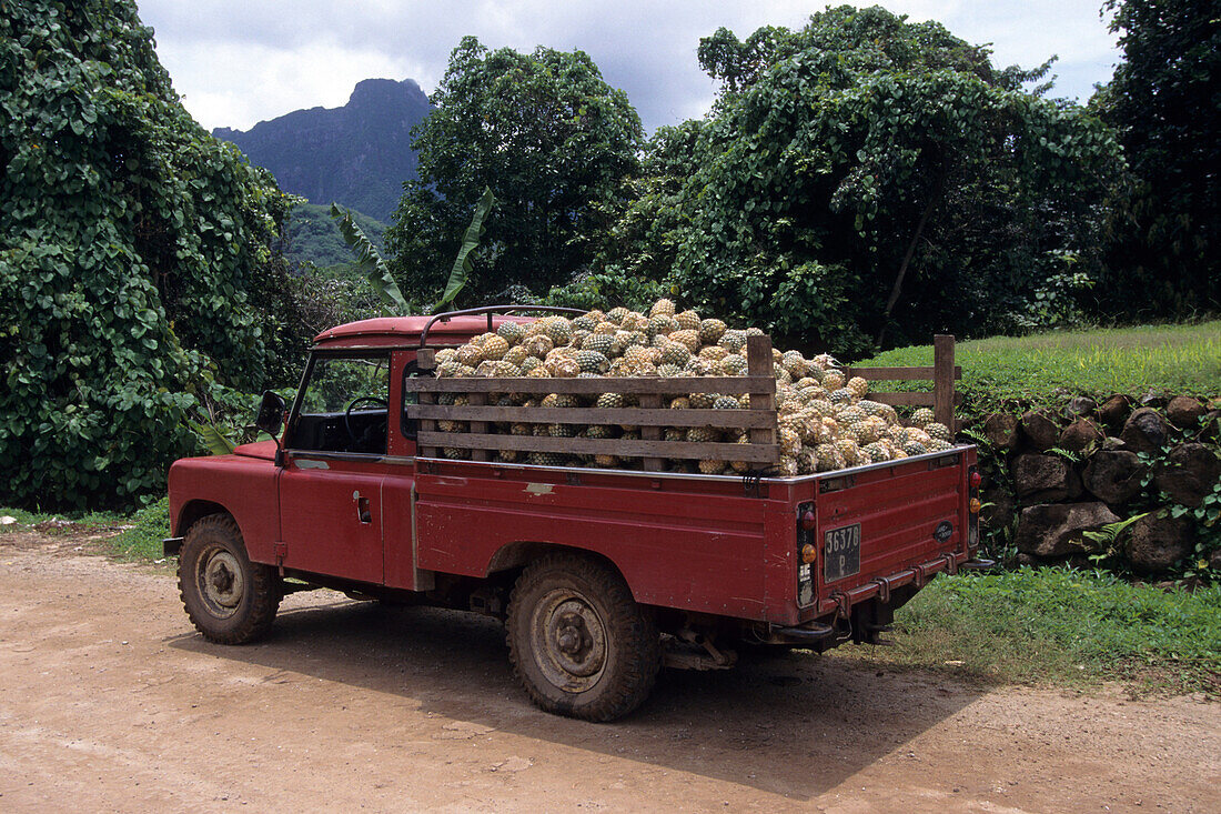 Ananas Laster,Paopao Valley, Moorea, Französisch Polynesien