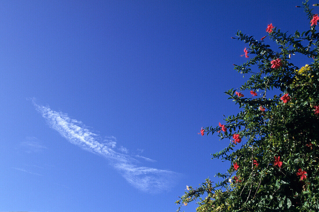 Wolke in der Form eines Fisches und rote Hibiskus,Französisch Polynesien