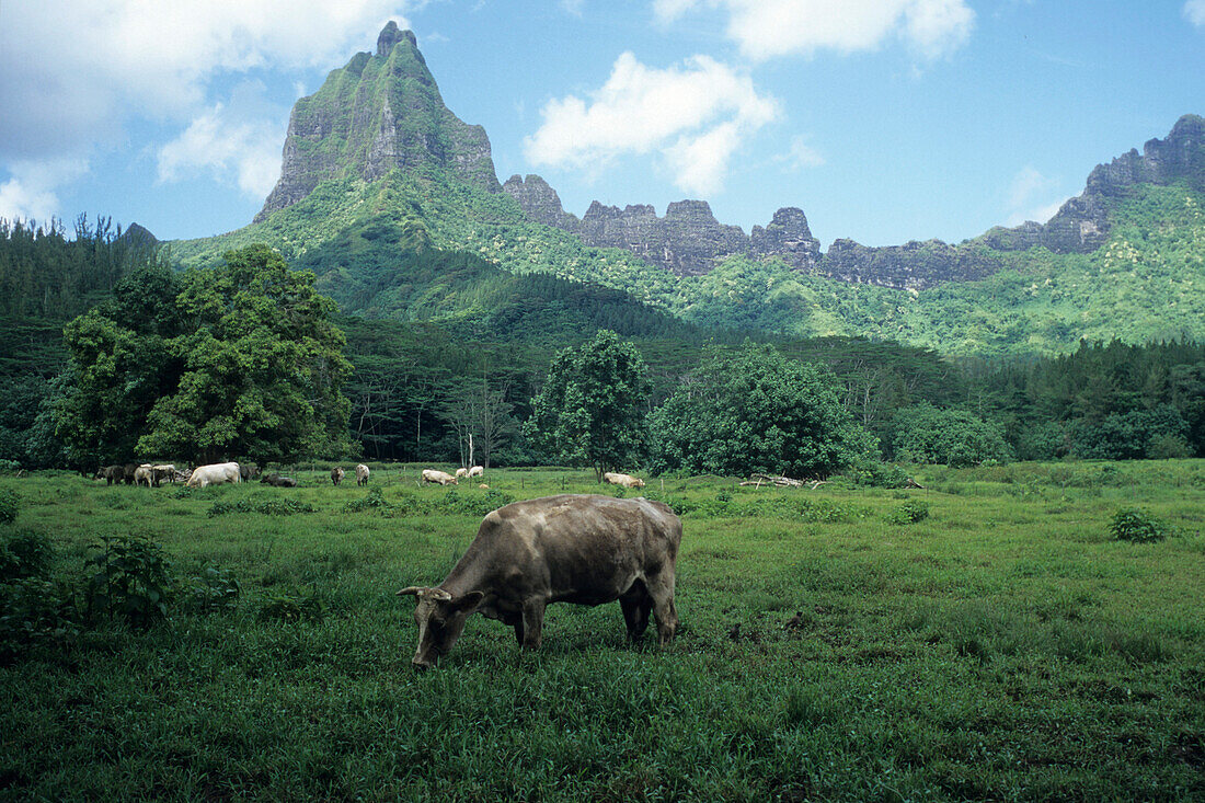 Cattle & Bali Hai Mountain,Moorea, French Polynesia