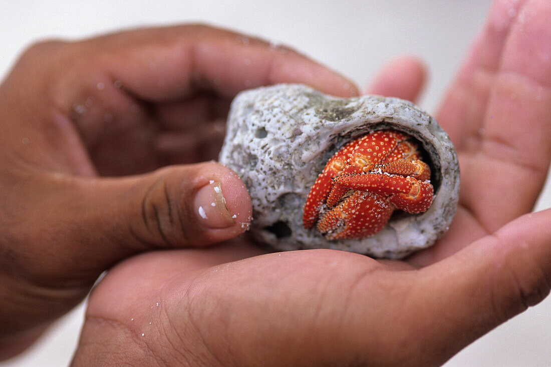 Holding Crab in Shell,Bora Bora, French Polynesia