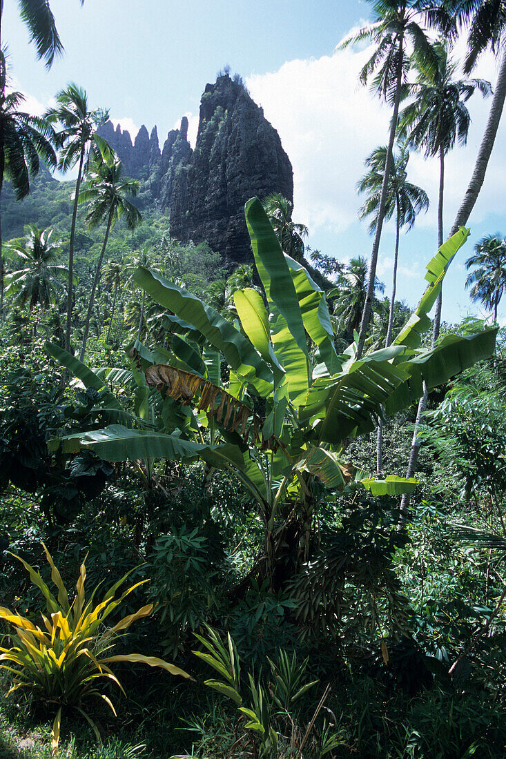 Bananenstaude und The Pinnacle,bei Hatiheu, Nuku Hiva, Marquesas, Französisch Polynesien