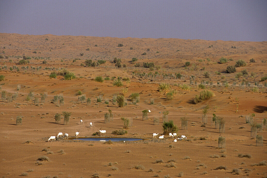 Arabische Oryxantilopen in der Wüste, Al Maha Desert Resort, Dubai, Vereinigte Arabische Emirate