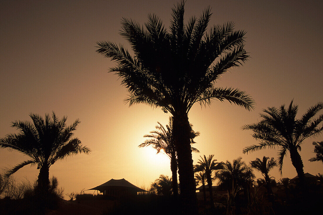 Dattelpalme mit Sonnenuntergang, Al Maha Desert Resort, Dubai, Vereinigte Arabische Emirate
