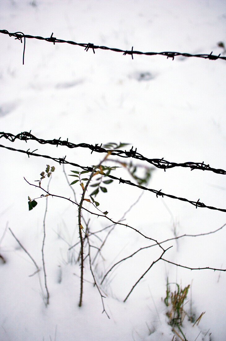 Barbed wire with snow, Bavaria, Germany