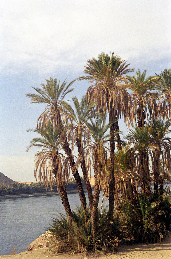 Palm trees standing at the calm stream of the nile, Luxor, Egypt