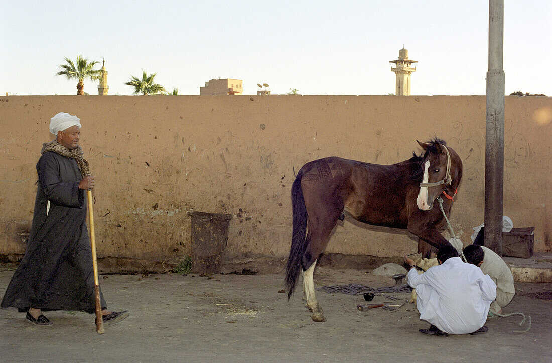 Männer und ein Pferd auf der Strasse, Luxor, Ägypten