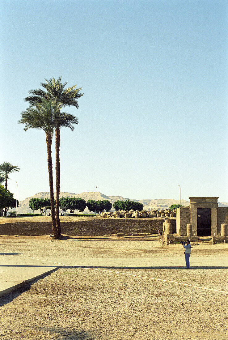 Palm tree under a blue sky at the Luxor Temple, Luxor, Egypt
