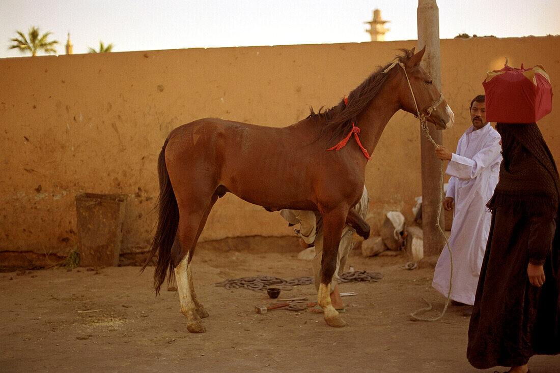 Street setting, a man holding the reins of a horse, Luxor, Egypt