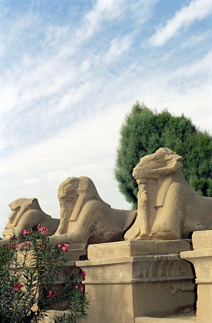 sphinx, al karnak tempel, Egypt, luxor