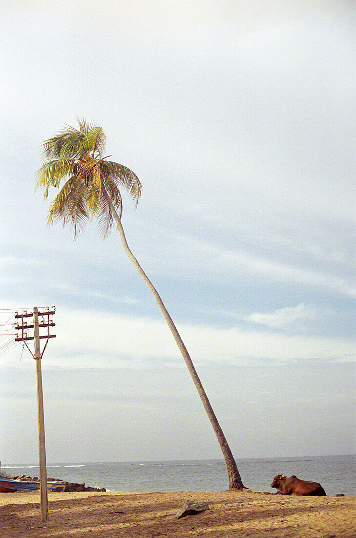 Palm tree with cow, Beruwala, Sri Lanka
