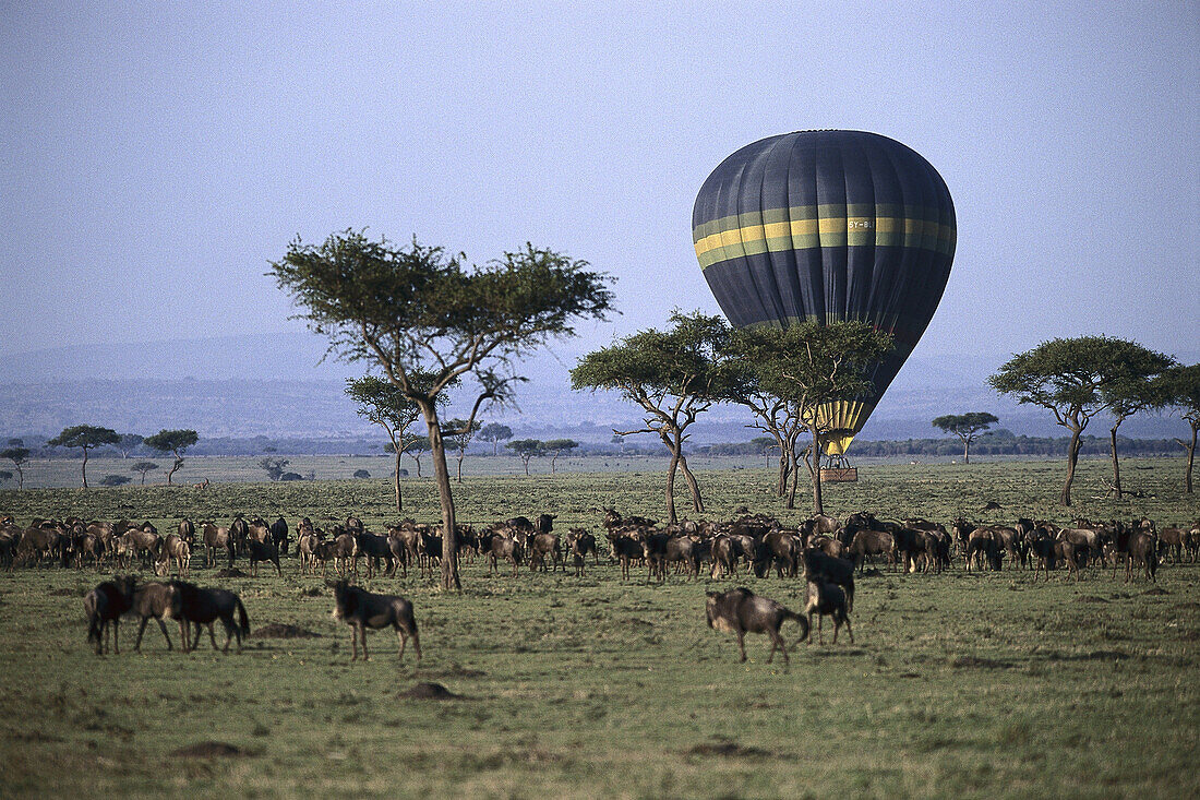 ballooning,Masai Mara National Reserve, Kenia