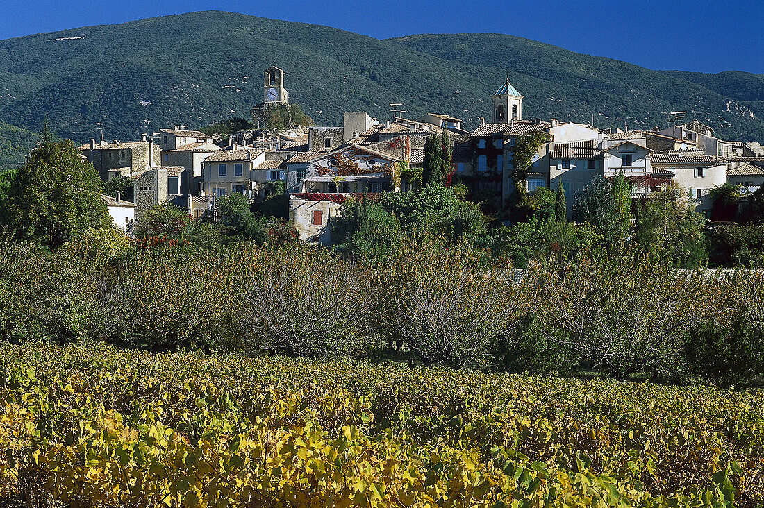 Weinfeld vor dem Dorf Lourmarin, Luberon, Vaucluse, Provence, Frankreich, Europa