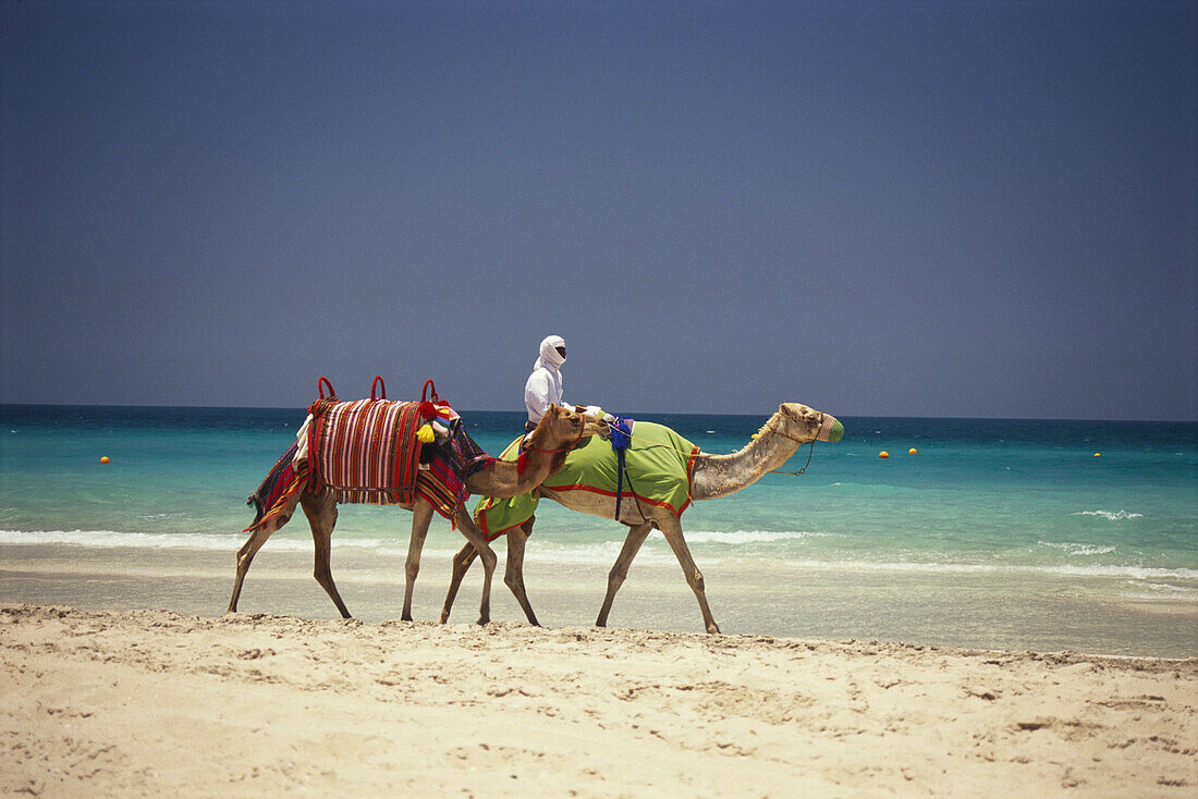 A local man riding a camel on the beach, Jumeirah Beach, Dubai, United Arab Emirates