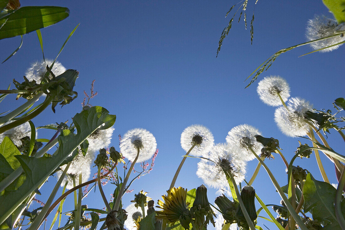 Dandelions, view into clear blue sky, Upper Bavaria, Germany