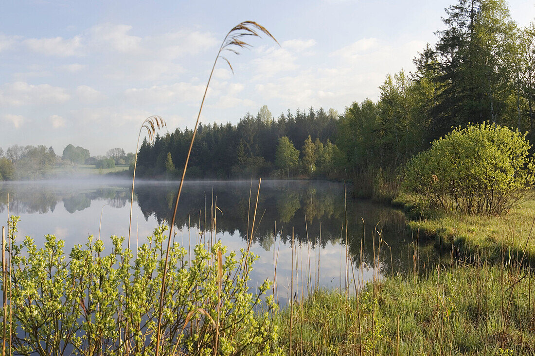 Weiher im Morgennebel, Oberbayern, Deutschland