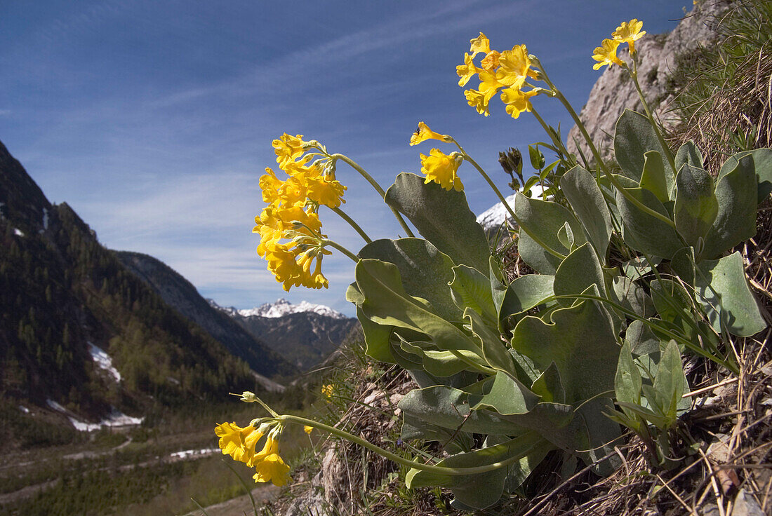 Primroses growing in the mountains, Primula auricula, Karwendel-valley, Austria