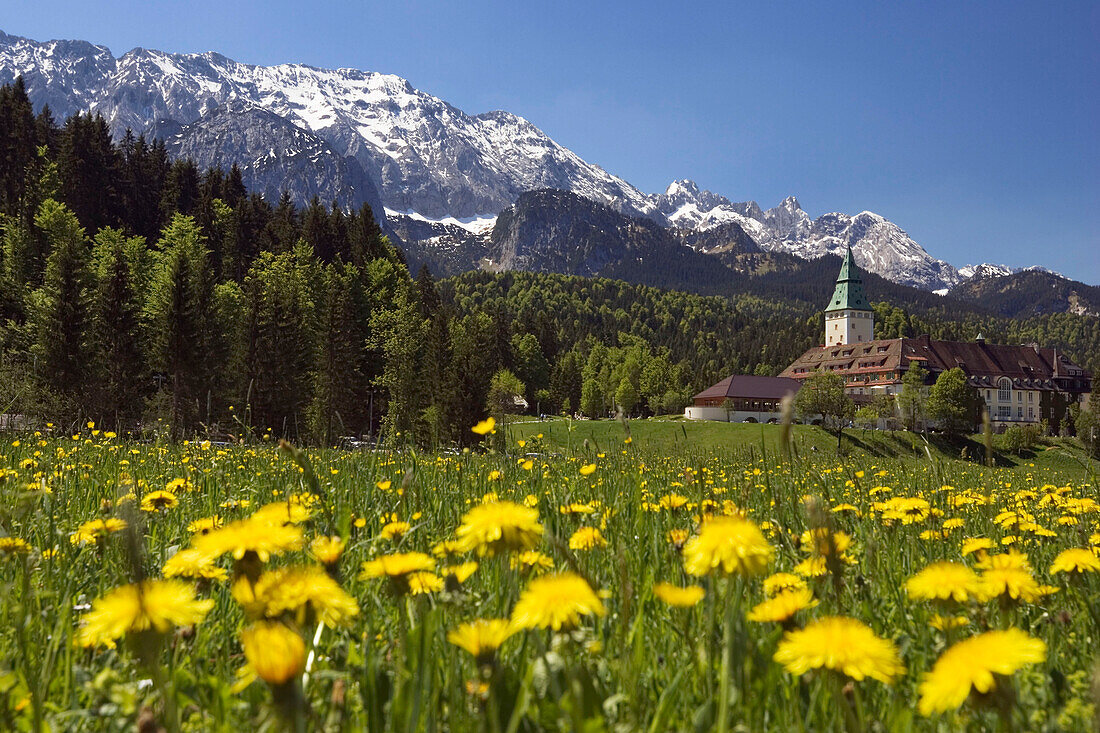 Flowers in front of Elmau Castle, Wetterstein Mountains, Werdenfelser Land, Upper Bavaria, Germany