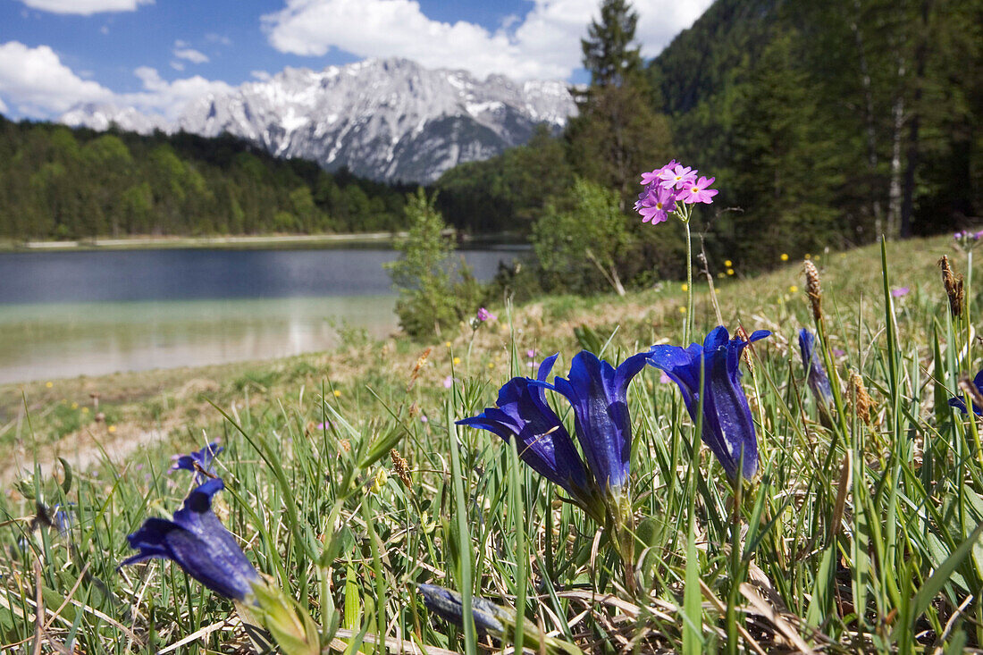 Enzianwiese in den Bergen, Werdenfelser Land, Oberbayern, Deutschland