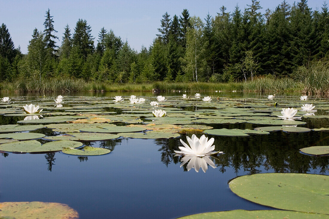 Lake Morsee with Nymphaea Alba, Upper Bavaria, Germany