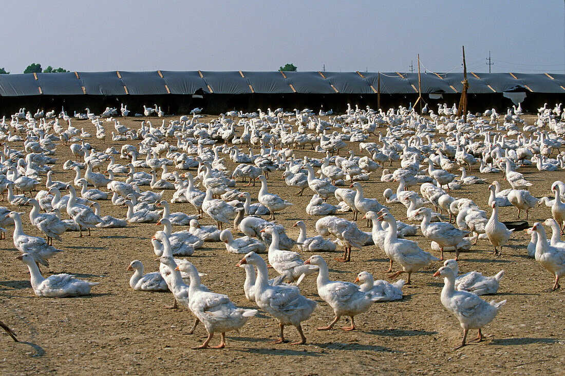 Gänsefarm Gänsezucht Bodenhaltung Ungarn