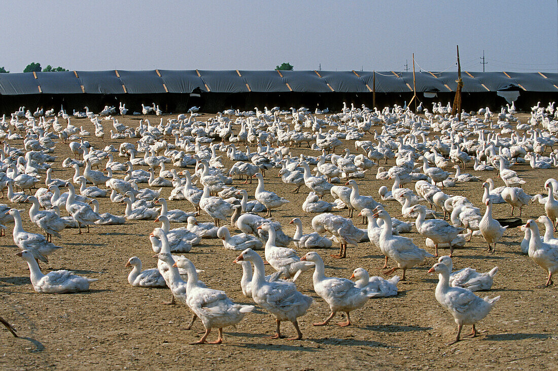 geese farming in Hungary