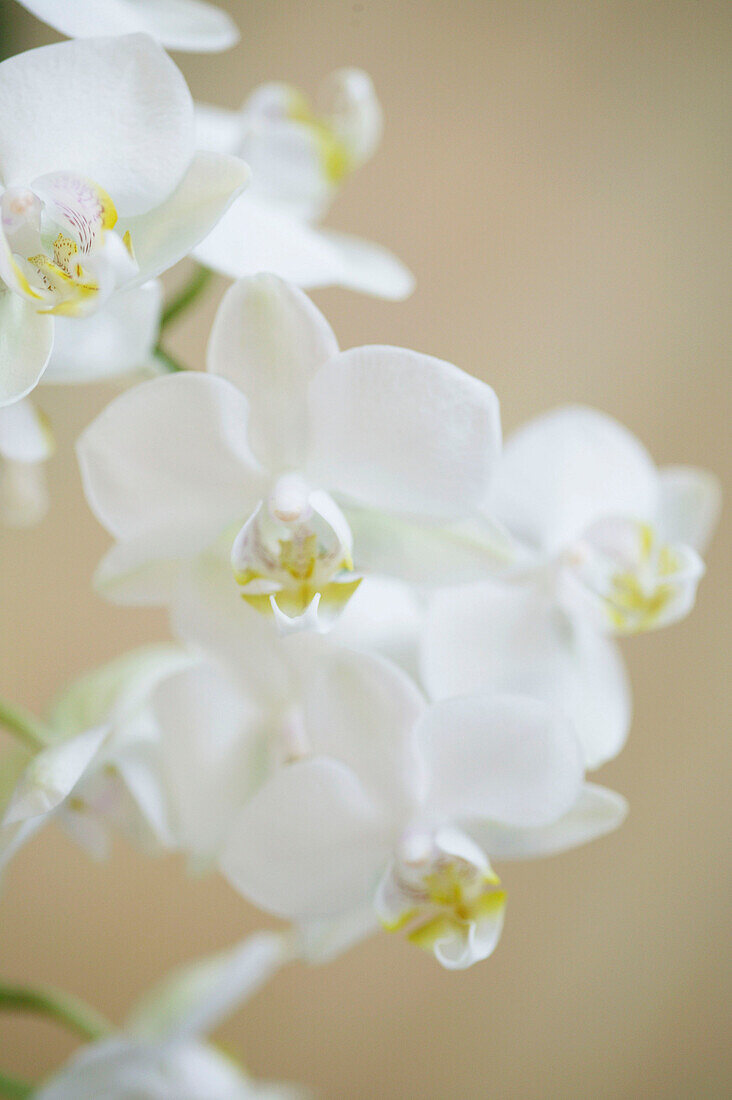 Blüten einer Orchidee