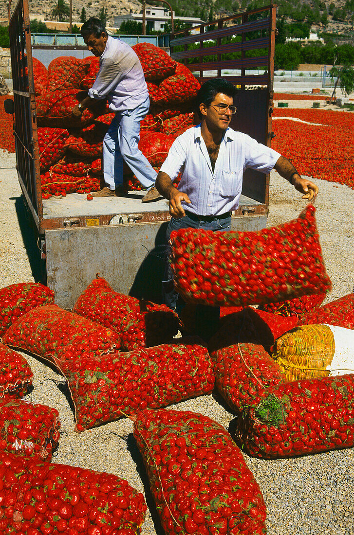Drying red peppers, La Aparecida, near Orihuela, Province Alicante, Spain